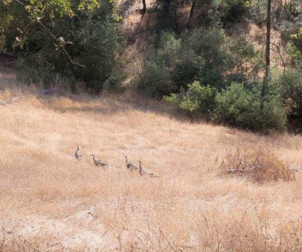 NWTF California State Chapter Donates ,000 to Land Acquisition through the American River Conservancy