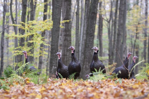 NWTF Launches New Initiative to Prevent Turkey Declines and Bolster Hunting Heritage Efforts