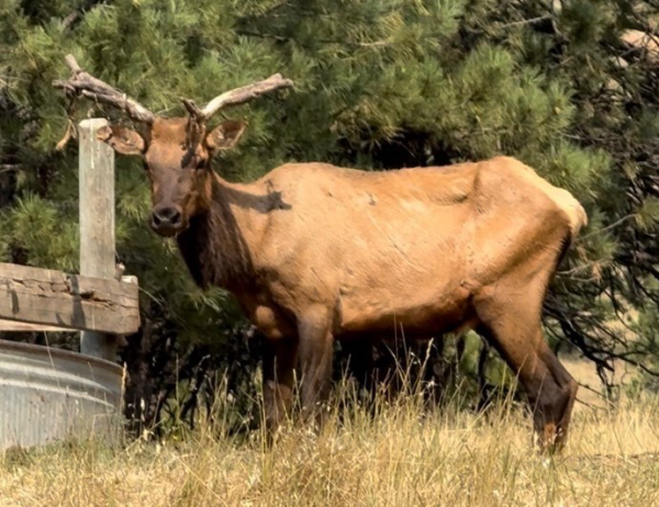 First Elk in Southeast MT Tests Positive for CWD