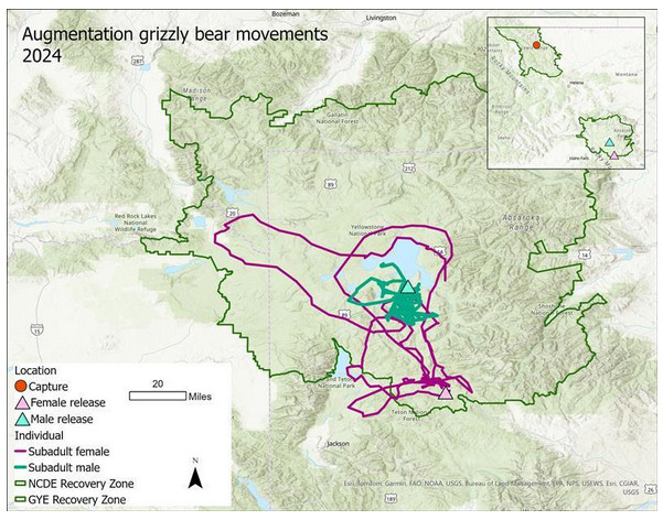 Grizzly Bears translocated to Yellowstone ecosystem exploring new territory, map shows