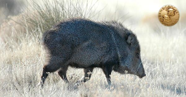 Boone and Crockett Club Announces Decision to Create New Big Game Records Category for Javelina